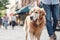 Obedient golden retriever pet dog with leash walking in busy city street with owner during summer. Created with