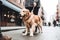 Obedient golden retriever pet dog with leash walking in busy city street with owner during summer. Created with