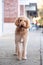 Obedient Goldendoodle Dog walking near shops in the city plaza. Obedient dog shopping with owner.