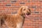 Obedient Goldendoodle Dog walking near shops in the city plaza. Obedient dog shopping with owner.