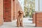 Obedient Goldendoodle Dog walking near shops in the city plaza. Obedient dog shopping with owner.