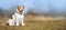 Obedient happy dog puppy sitting in the grass, pet training concept