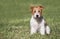 Obedient happy pet dog puppy sitting in the grass