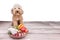 Obedient healthy dogs posing with barf raw meat on wooden surface