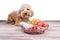 Obedient healthy dogs posing with barf raw meat on wooden surface