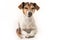 Obedient Jack Russell Terrier is 10 years old - Funny little dog is meditating and is dreaming of eats and chews with enjoyment. D