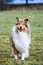 Obedient long haired rough collie waiting for caommands