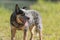 Obedient old australian cattle dog is posing in front of water