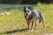 Obedient old australian cattle dog is posing in front of water