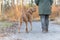 Obedient old Magyar Vizsla 13 years old. female dog handler is walking with her odedient old dog on the road in a forest in autumn