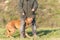 Obedient old Magyar Vizsla 13 years old. female dog handler is walking with her odedient old dog on the road in a forest in autumn