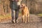 Obedient old Magyar Vizsla 13 years old. female dog handler is walking with her odedient old dog on the road in a forest in autumn