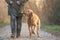 Obedient old Magyar Vizsla 13 years old. female dog handler is walking with her odedient old dog on the road in a forest in autumn