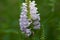 Obedient plant flowers, Physostegia virginiana