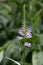 Obedient plant, Physostegia virginiana, budding flowers