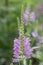 Obedient plant, Physostegia virginiana, flowering