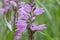 Obedient plant, Physostegia virginiana, inflorescence close-up