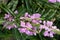 Obedient plant, pretty flower pink small