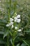 Obedient plant Summer Snow