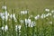 Obedient plant Summer Snow