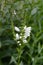 Obedient plant Summer Snow