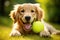 Obedient retriever delighting in tennis ball play on green