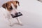 An obedient smart dog holds a bank card in his mouth on a white background. Copy space