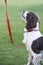 Obedient Spaniel Dog On Leash Outdoors