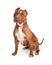 Obedient Staffordshire Terrier Dog Over White