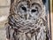 Oberim the Barred Owl