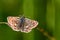 OberthÃ¼rs Grizzled Skipper - Pyrgus armoricanus