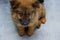 obese chow-chow puppy sits on a gray-blue background, red chow-chow puppy with purple tongue and black ears, cute doggie