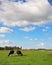 Obese and clean cows grazing in the meadows.