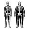Obese skeleton anatomy