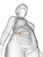 An obese womans adrenal glands