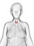 An obese womans thyroid gland