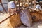 Obidos, Portugal. Medieval weapons and armor replicas at the very popular Medieval Market in Obidos