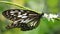 OBLIQUE ANGLE OF A BUTTERFLY PERCHED ON A WHITE FLOWER PLANT