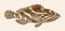 Oblique-banded grouper epinephelus radiatus
