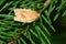 Oblique-banded Leafroller Moth - Choristoneura rosaceana