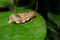 Oblique-banded Leafroller Moth - Choristoneura rosaceana