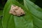 Oblique-banded Leafroller Moth - Choristoneura rosaceana