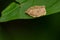 Oblique-banded Leafroller Moth - Choristoneura rosaceana