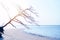 An oblique die tree on the white sand beach blue sea in sunset sky background backlight photo