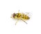 oblique streaktail Syrphid fly - Allograpta obliqua - a common North American species of hoverfly. Hoverflies, flower flies, are