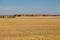 Oblique wheat field with bare-leafed sky and autumn forest.