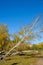 oblique White Birch in the autumn