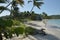Obliquely grown Palms on Caribbean beach