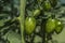 Oblong green tomatoes growing in the greenhouse.