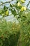 Oblong green tomatoes hanging in hothouse